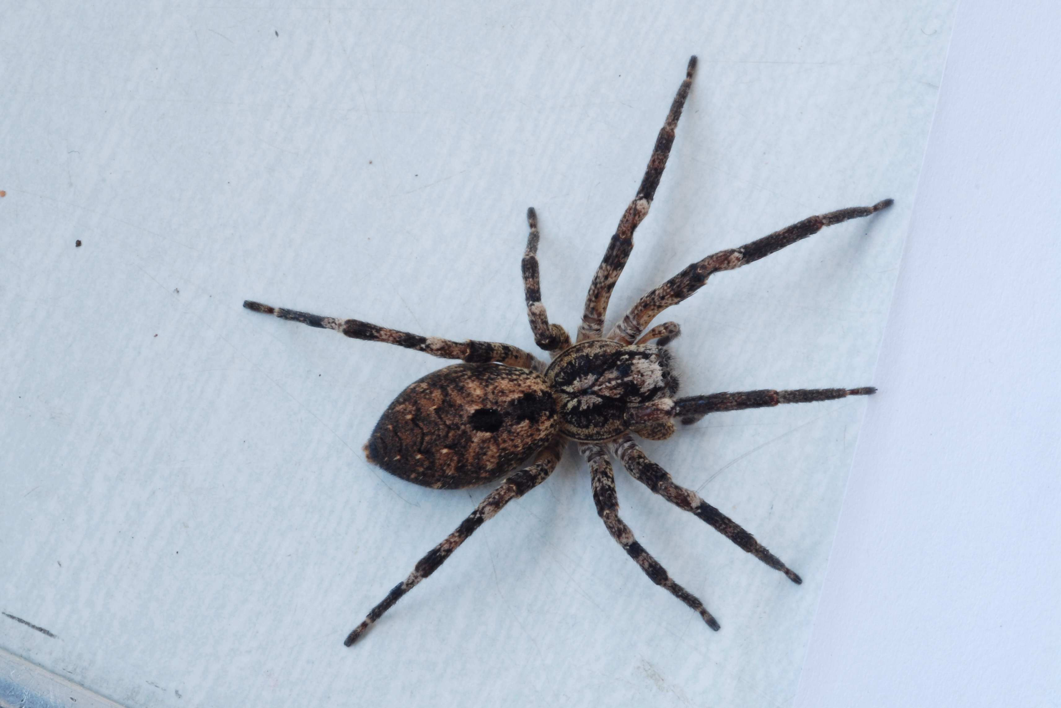 Aide à l'identification d'une grosse araignée Zoropsis-spinimana-habitation-22-novembre-2011-dsc_0331